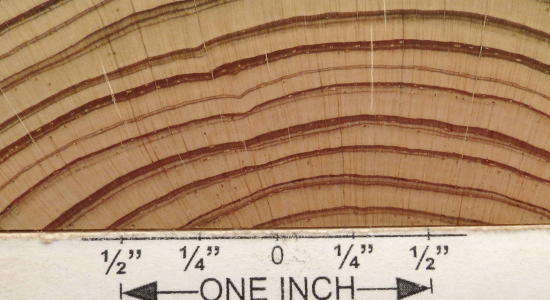 pine, yellow southern 1 end grain closeup 2 s50 plh.jpg